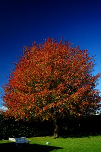 Fall natural colors