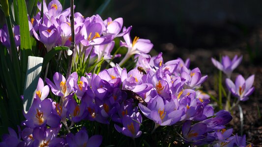 Spring awakening crocus purple photo