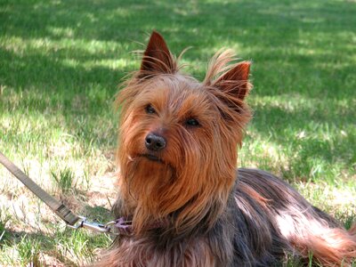 Mongrel wistful intense