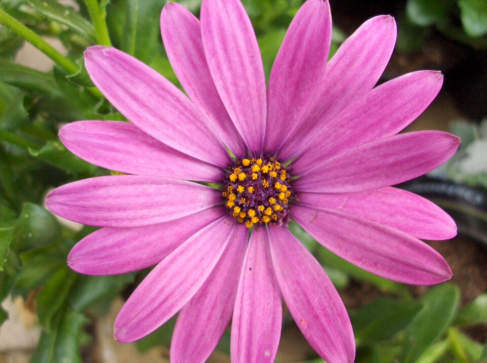 Pink flower flowers garden plant