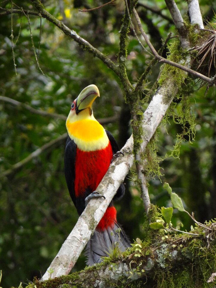 Wild nature fauna brazil