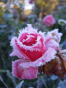Pink winter cold photo