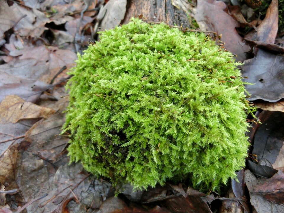 Forest moss plant