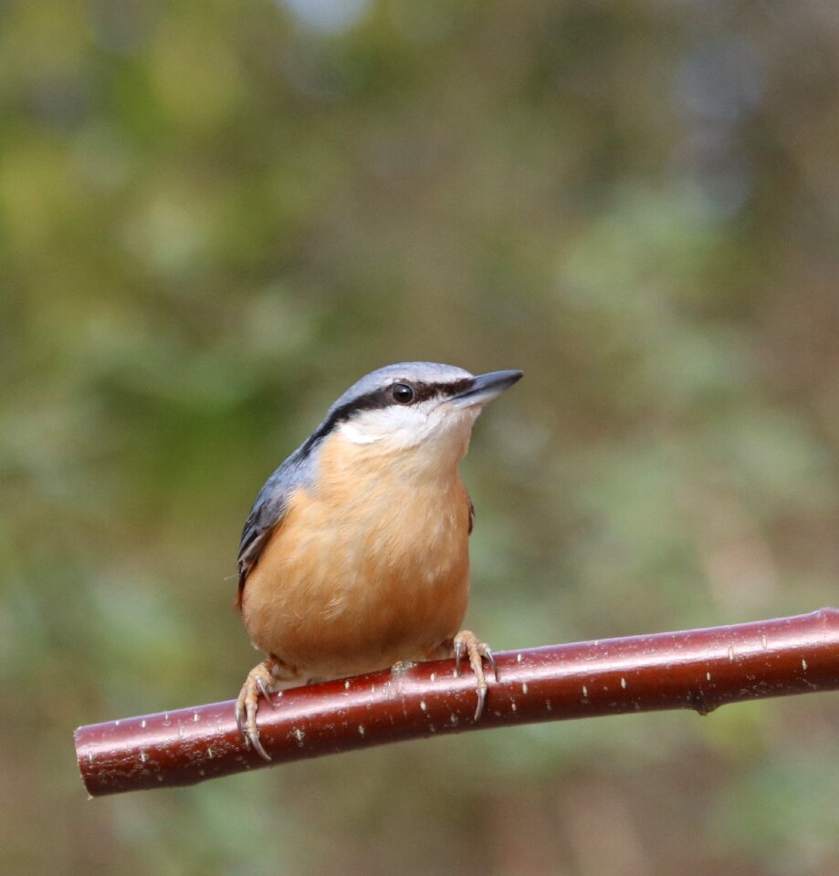 Bird garden wildlife