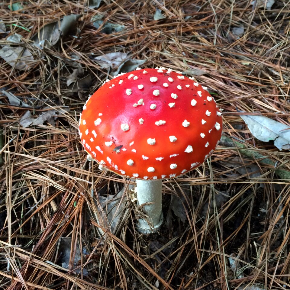 Harvest woods hallucinogen