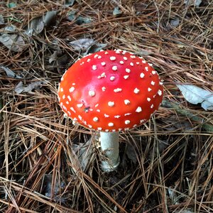 Harvest woods hallucinogen
