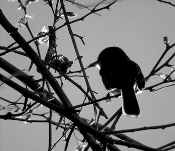 Birds silhouette black and white photo