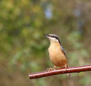 Bird garden wildlife