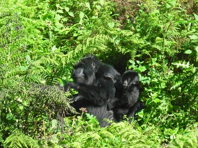 Animal wild fauna