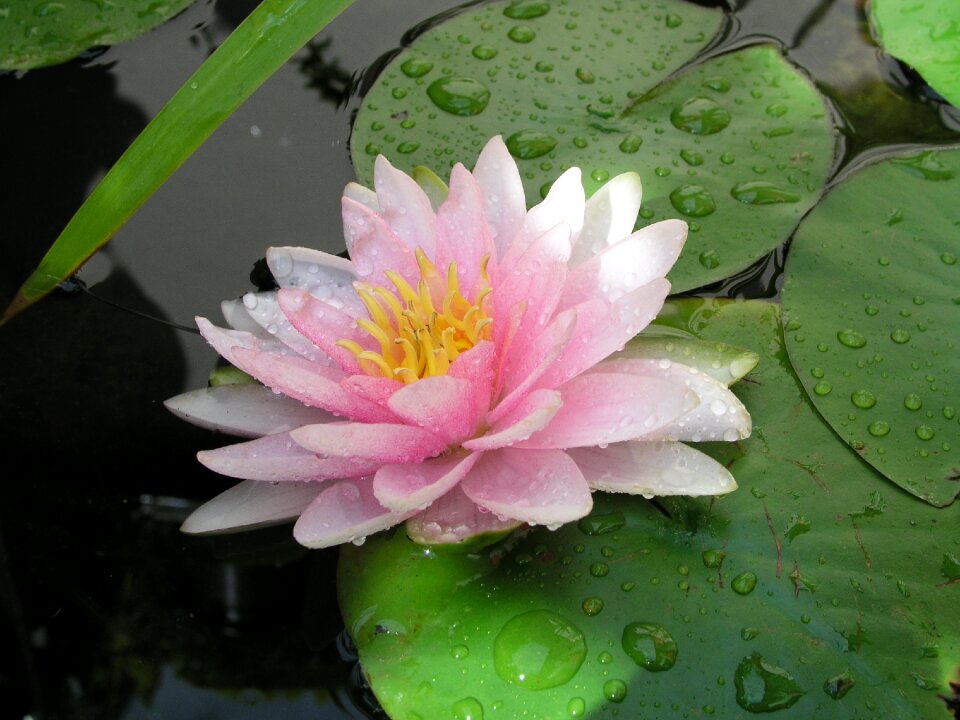Pond plant garden pond