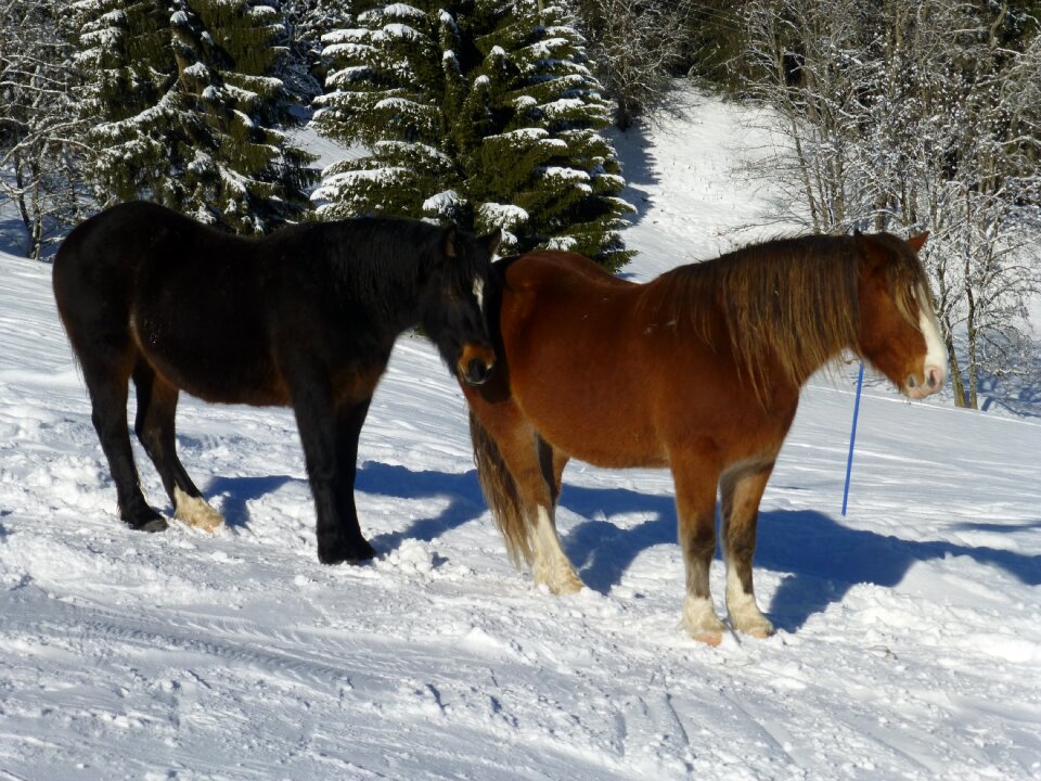 Winter equine covered