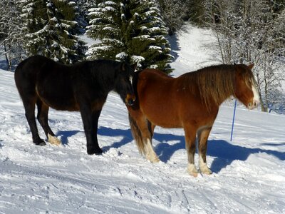 Winter equine covered