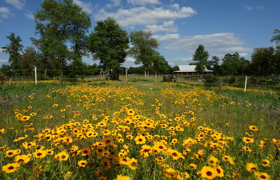 Nature plant landscape