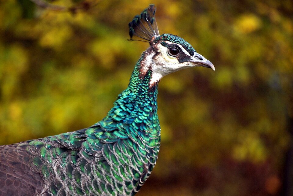Bird outdoors animal