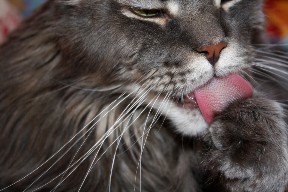 Muzzle licking the nose
