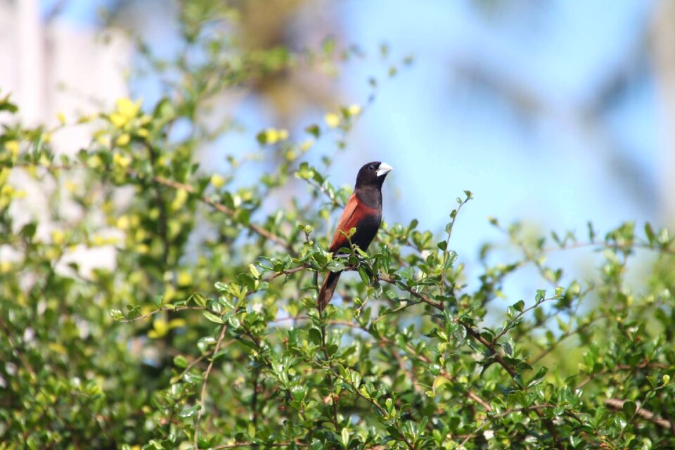Bird philippines