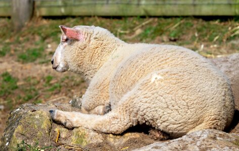 Fur wool farm photo