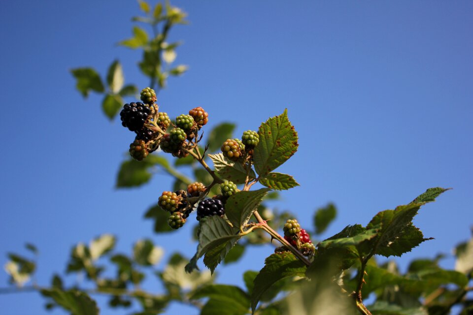 Plants blackberries crop