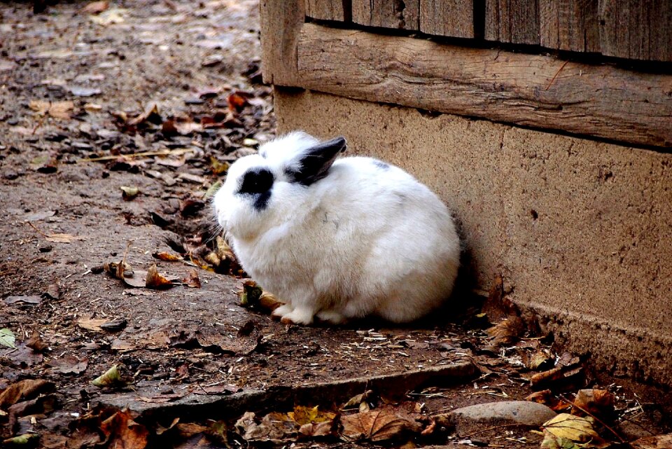 Outdoors rabbit bunny