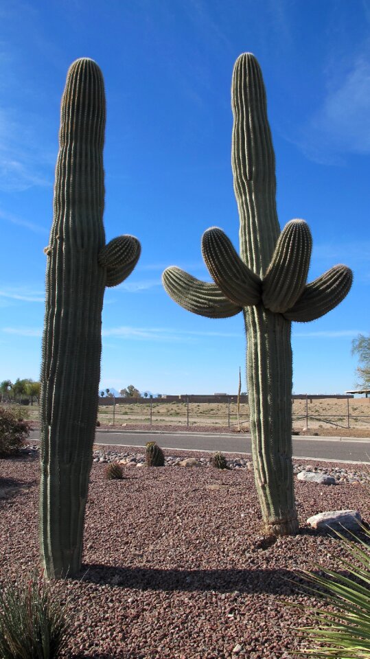 Arizona sonoran desert chihuahuan desert