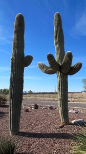 Arizona sonoran desert chihuahuan desert photo