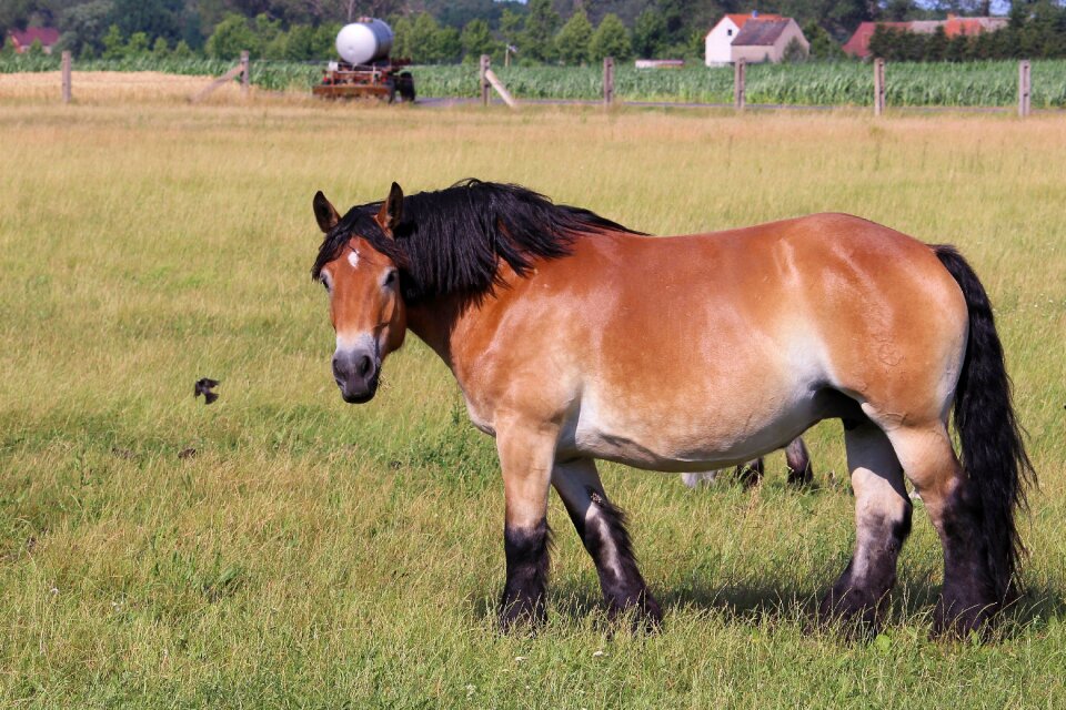 Kaltblut mare pasture