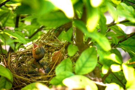 Nature nest egg animal photo