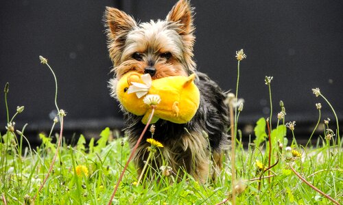 Plush yorkshire terrier yellow photo