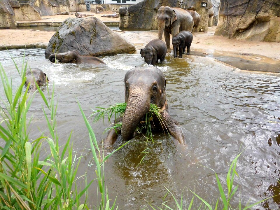 Pachyderm proboscis tusks