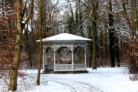Fprest winter landscape