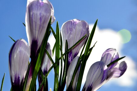 Spring flower saffron photo