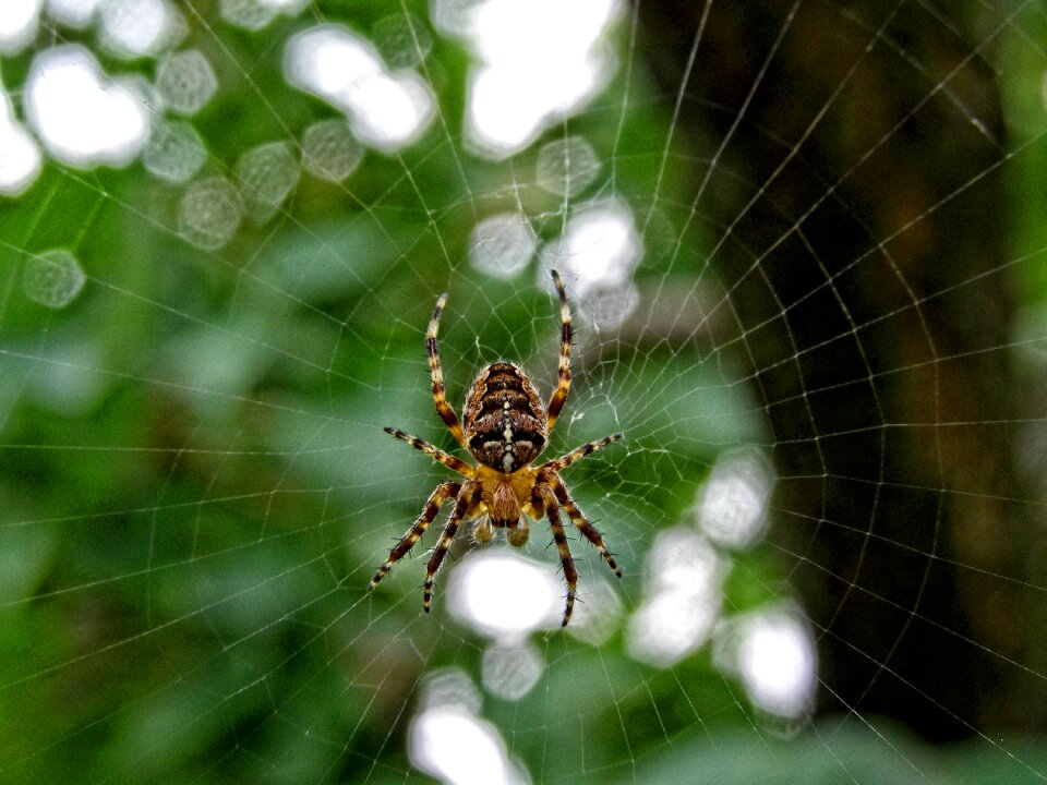 Garden nature web