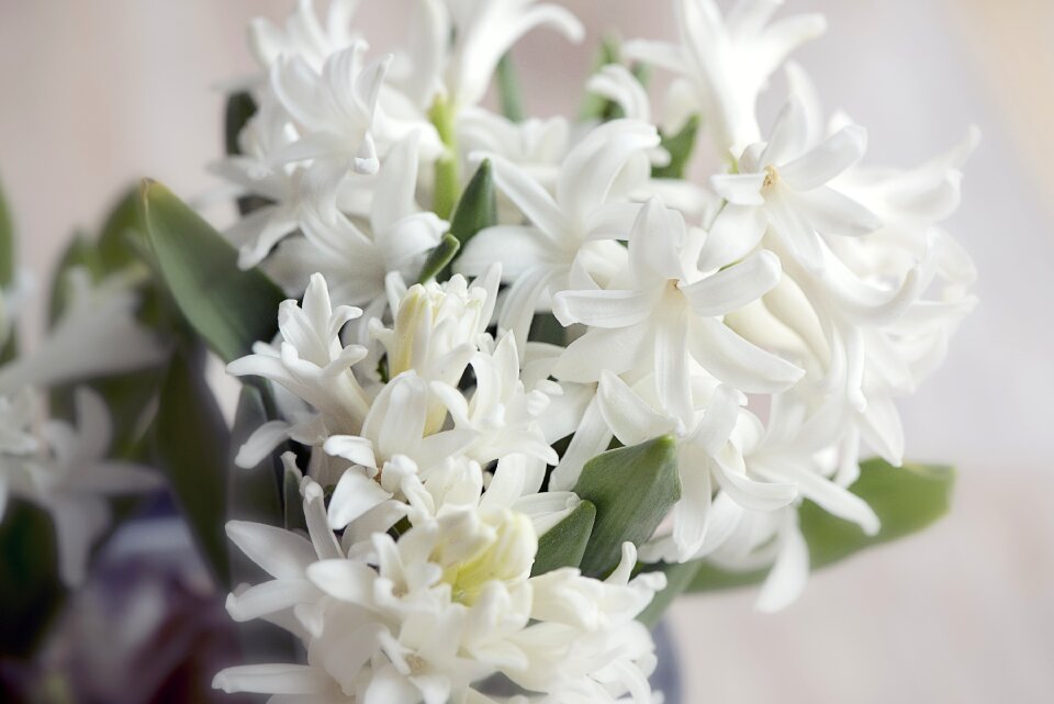 White plant spring