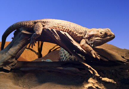 Lizards pogona bearded dragons agamas