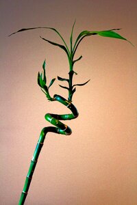 Twisted plant green