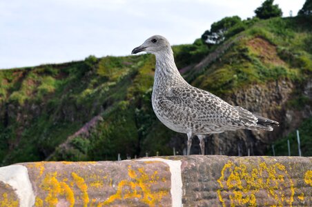 Seagull stonehaven wall