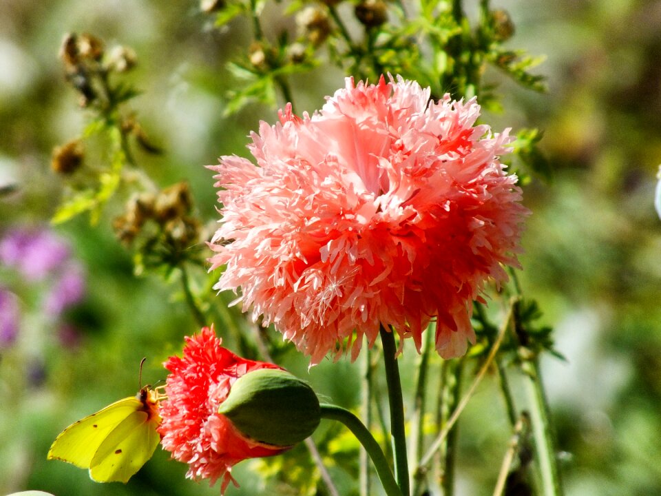 Blossom spring summer