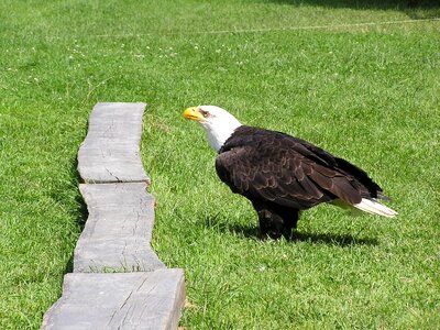 Wildlife park poing white tailed eagle