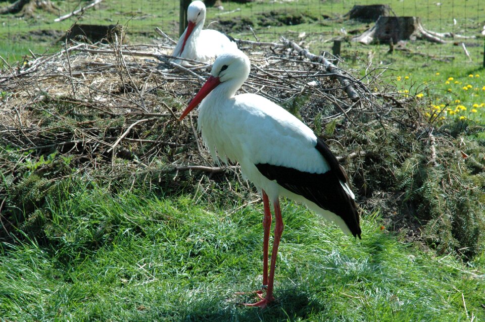Wildlife park poing nest