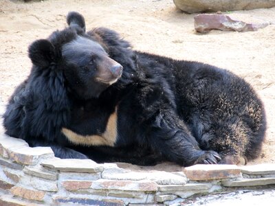 Zoo safari park bears