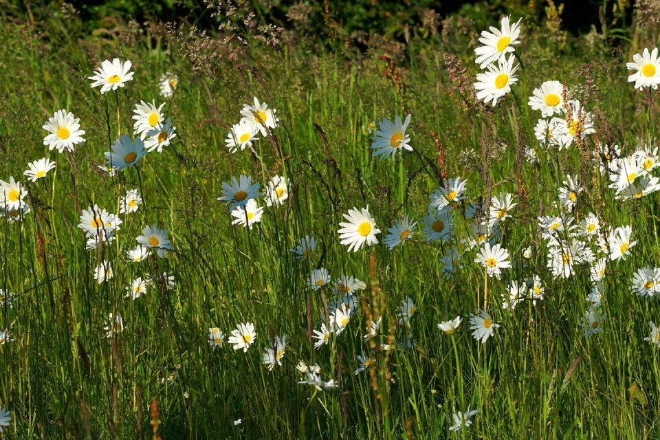 Meadow margerite summer white flowers