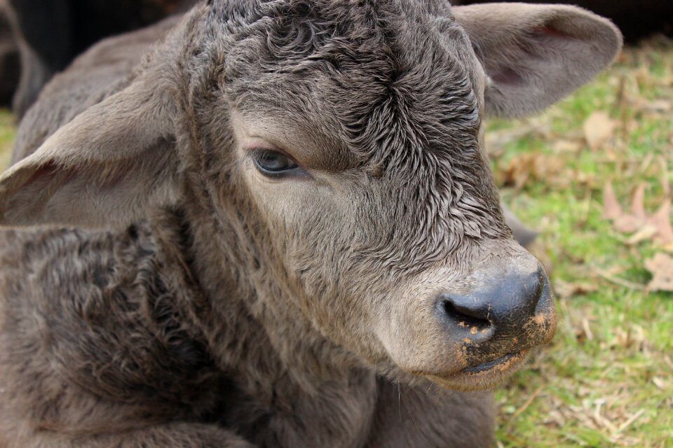 Calf cow
