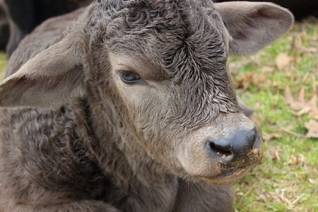 Calf cow photo