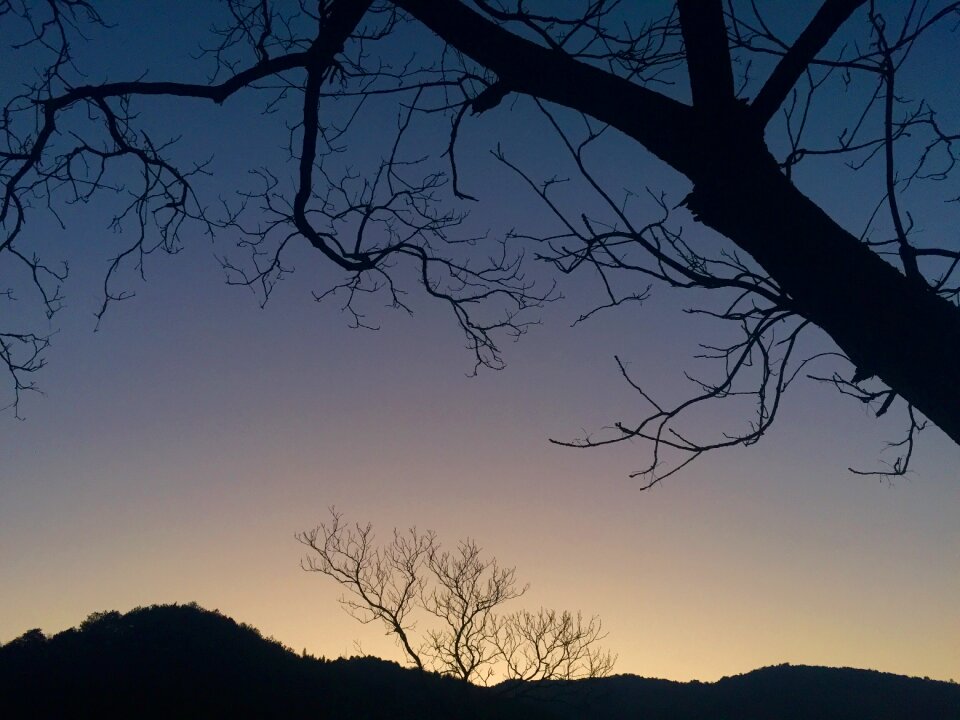 The old tree deadwood silhouette