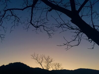 The old tree deadwood silhouette