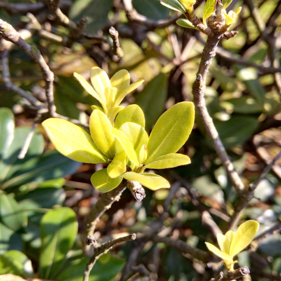 Green leaf sunshine spring