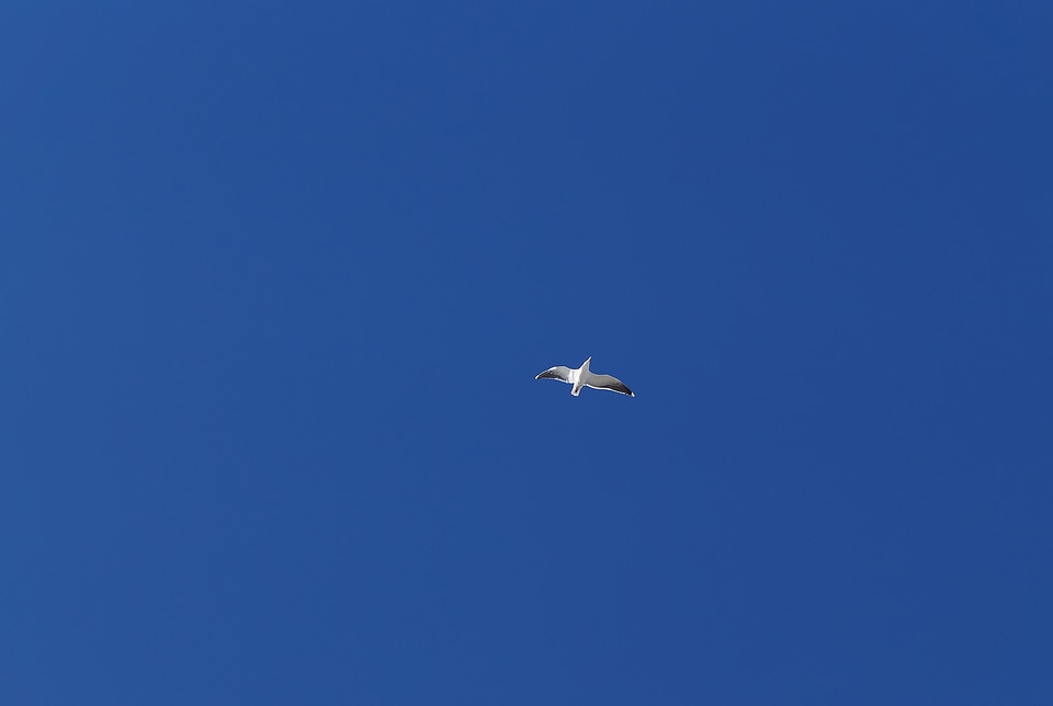 Sea beach flying
