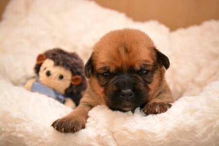 Animal portrait animal small dog