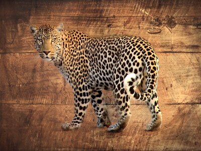 Wood africa gimp