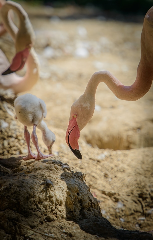 Summer nature animals